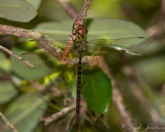 Triacanthagyna trifida