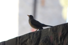 Turdus falcklandii