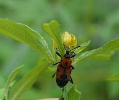 Rhodobaenus quinquepunctatus