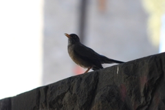 Turdus falcklandii