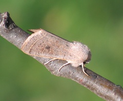 Orthosia gracilis