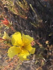 Balbisia