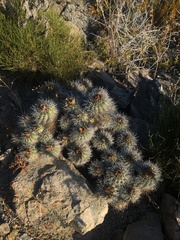 Copiapoa coquimbana