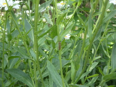 Agapanthia villosoviridescens