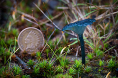 Arrhenia chlorocyanea