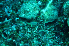 Hypoplectrus unicolor