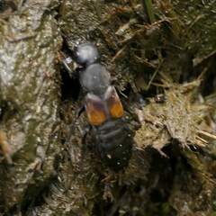 Platydracus fossator