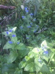 Pentaglottis sempervirens