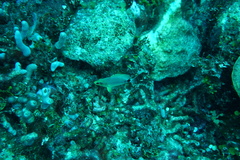 Hypoplectrus unicolor