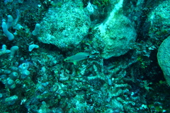 Hypoplectrus unicolor