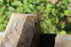 Chauliognathus magellanicus