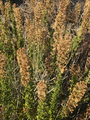 Ophryosporus