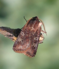 Cerastis leucographa