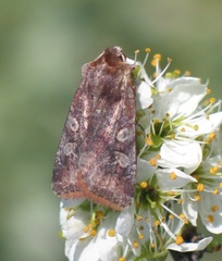 Cerastis leucographa