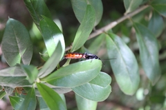 Elaphroptera
