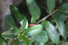 Elaphroptera