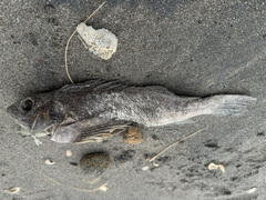 Chironemus marmoratus