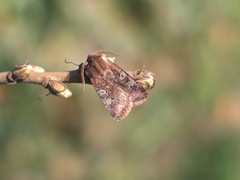 Cerastis leucographa