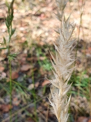 Rytidosperma fulvum