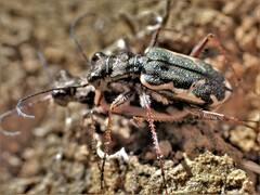 Neocicindela