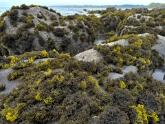 Psilophycus alveatus