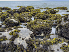 Psilophycus alveatus