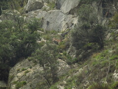 Capra hircus
