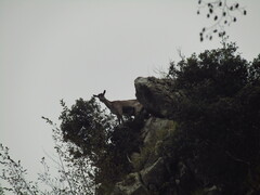 Capra hircus