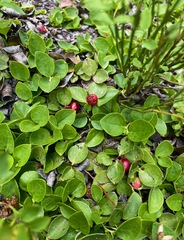 Gaultheria humifusa
