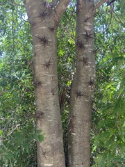 Gleditsia triacanthos
