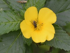 Lycastrirhyncha nitens