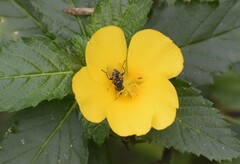 Lycastrirhyncha nitens