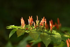 Justicia brasiliana