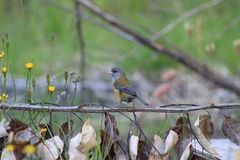 Phrygilus patagonicus