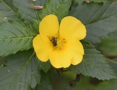 Lycastrirhyncha nitens