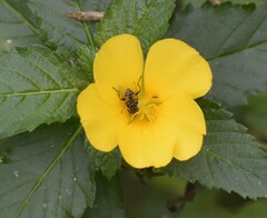 Lycastrirhyncha nitens