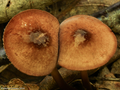 Marasmius cohaerens