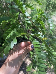 Gleditsia triacanthos