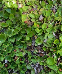 Gaultheria humifusa