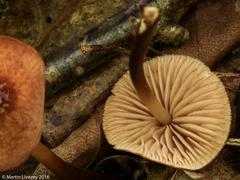 Marasmius cohaerens