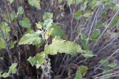 Ambrosia cordifolia