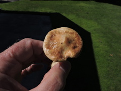 Suillus elbensis
