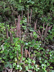 Alloclavaria purpurea