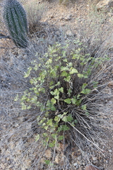 Ambrosia cordifolia