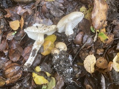 Lepiota spheniscispora