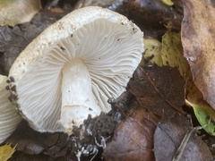 Lepiota spheniscispora