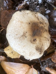 Lepiota spheniscispora