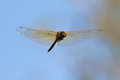 Hydrobasileus brevistylus