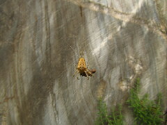 Araneus diadematus