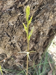 Cryptostylis